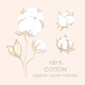 Vector set for design and decoration of a branch of cotton flowers and leaves in a realistic style.